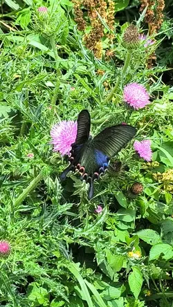 「花若盛開，蝴蝶自來」