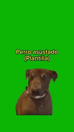 Perro asustado
