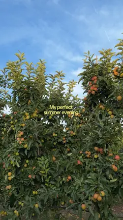 Perfect summer eve