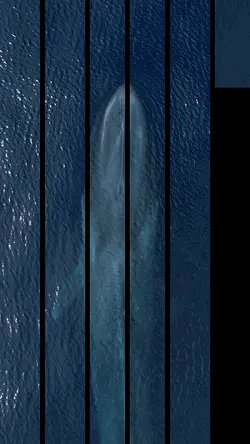 Whale