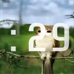 fnf timer