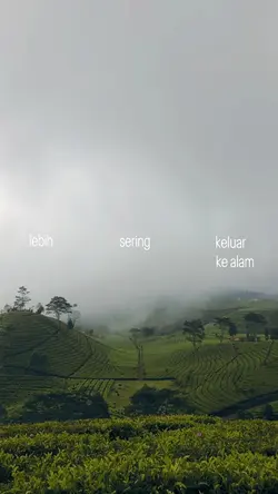 TEH HIJAU