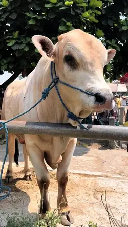 SAPI QURBAN