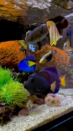 beautiful fish