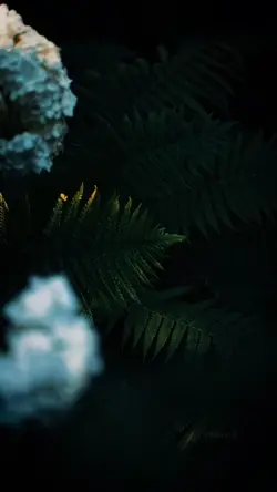 Cinematic Nature