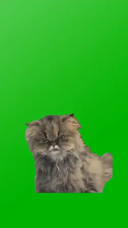 STARING CHAMP CAT
