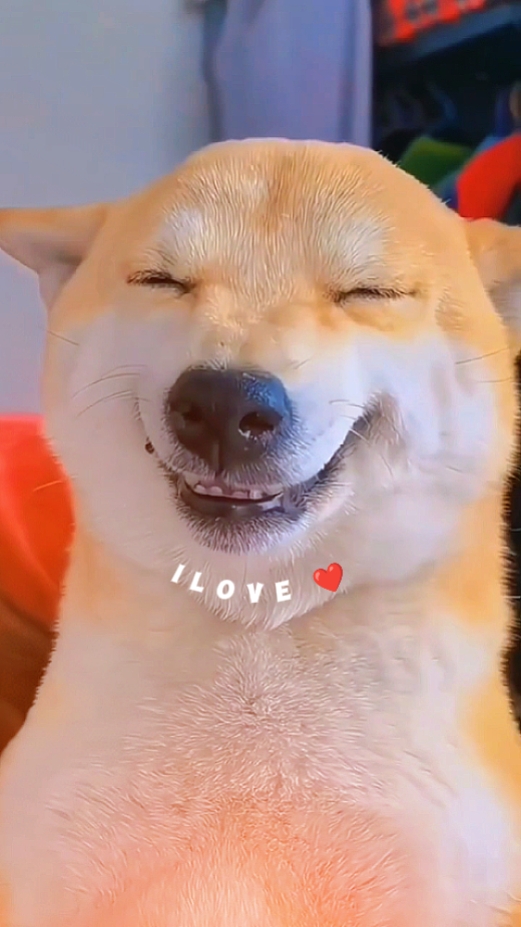 pet aesthetic templa