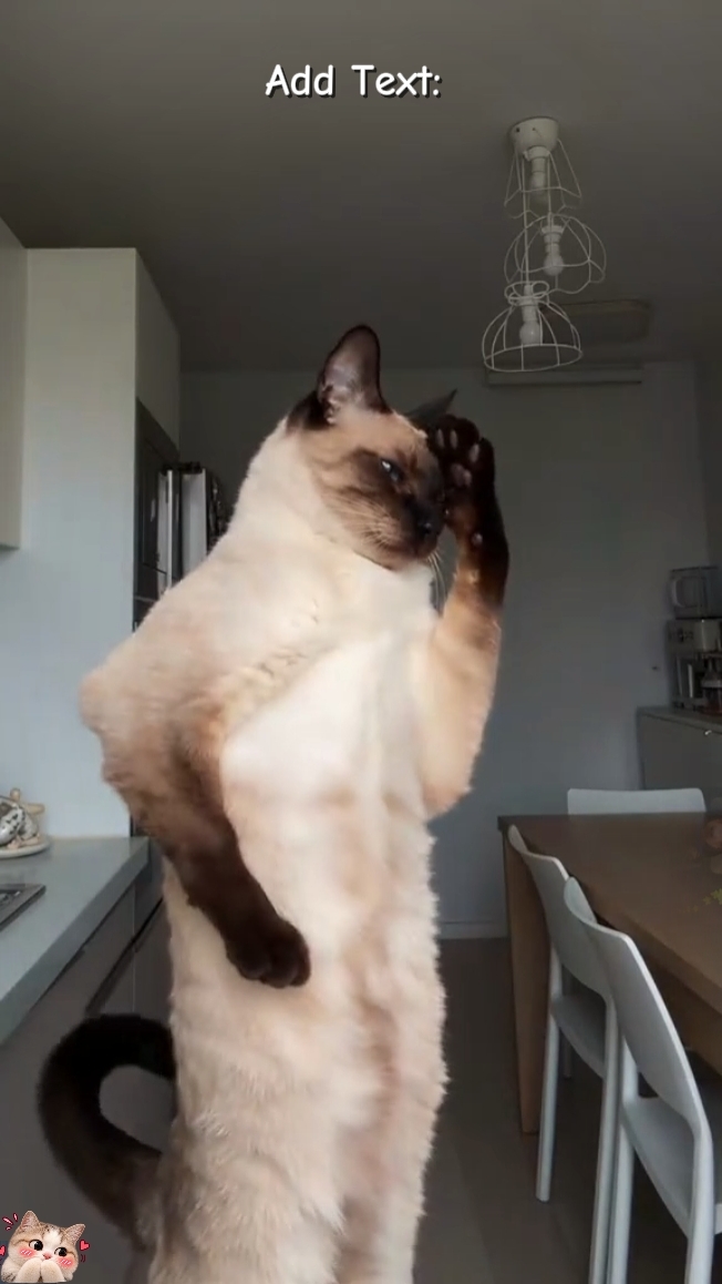 Trend Cats 