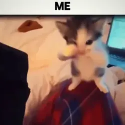 CATS