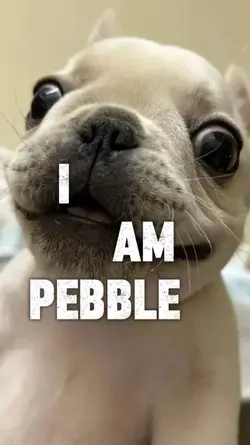 I am pibble