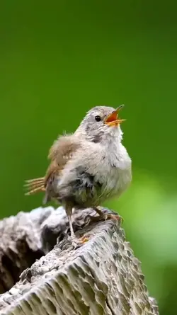 burung wren