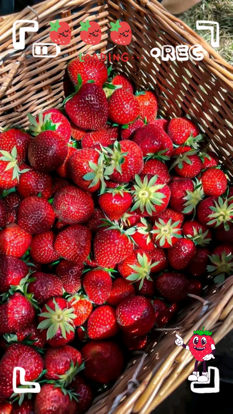 Morango