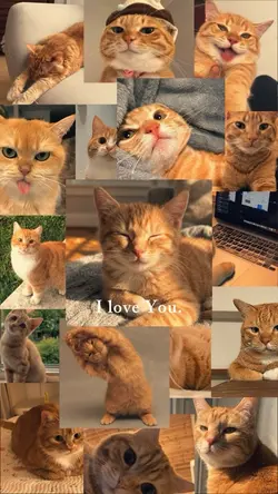 Orange Cat
