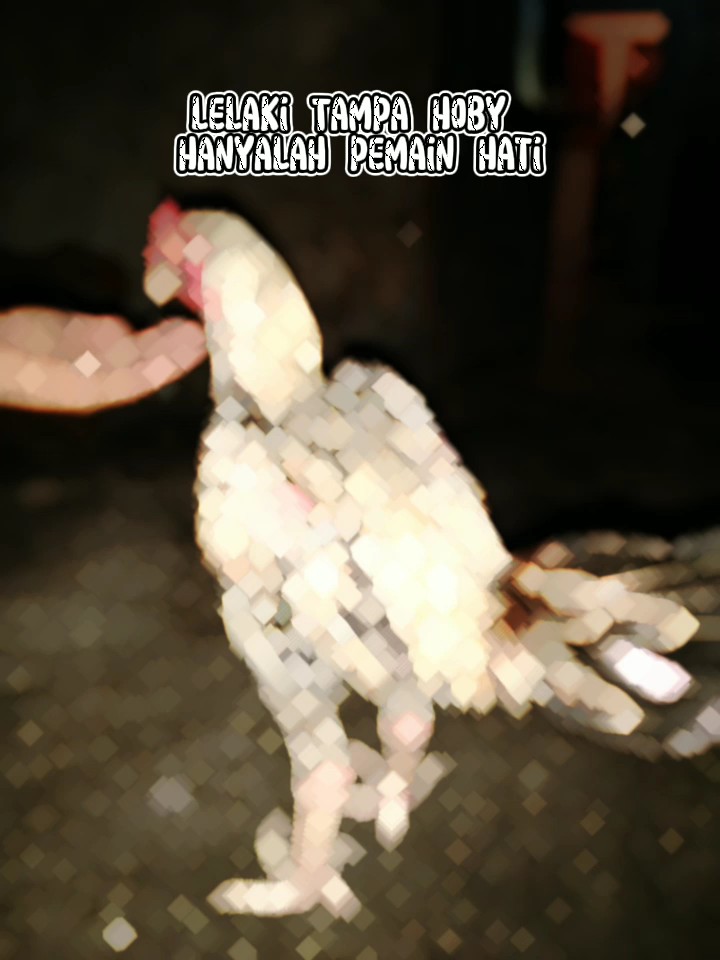 ayam/hoby
