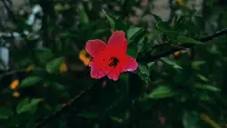 Slow mo Template 