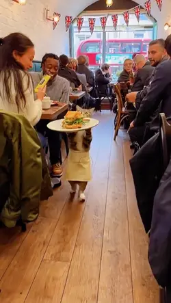 Cat serving