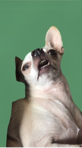 Chihuahua cansado 