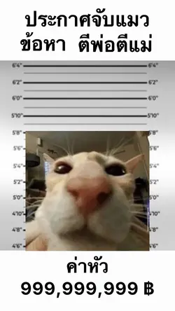 ประกาศจับแมว🙀