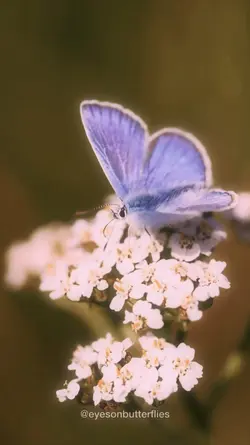 Vlog | Butterfly 