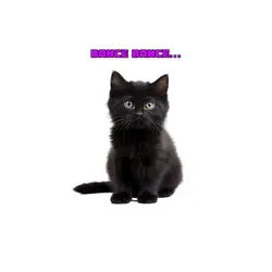 [ meow ] kitty cat