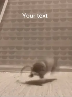 FUNNY RAT 