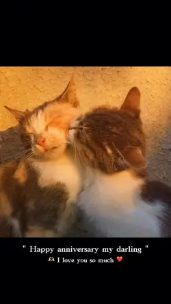 ครบรอบแฟน 7 videos❤️