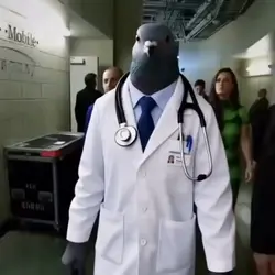 pigeon doctor walkin