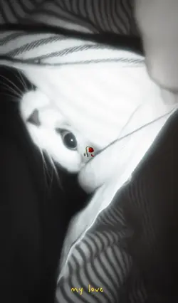 MY LOVE CAT RIP