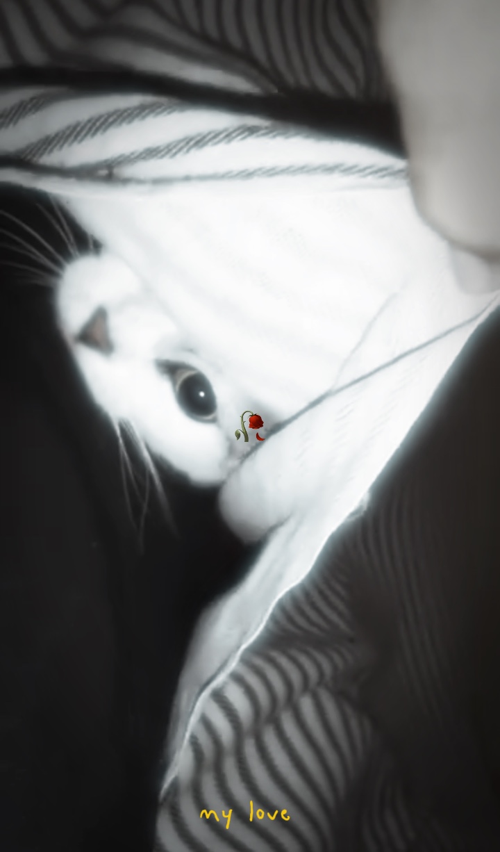 MY LOVE CAT RIP