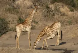 duas zebras dançando