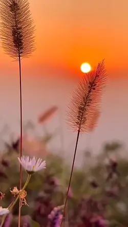 Aesthetic Flower