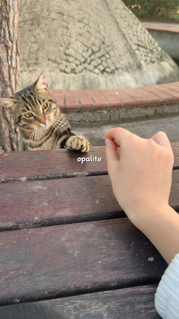 opalite: lyrics