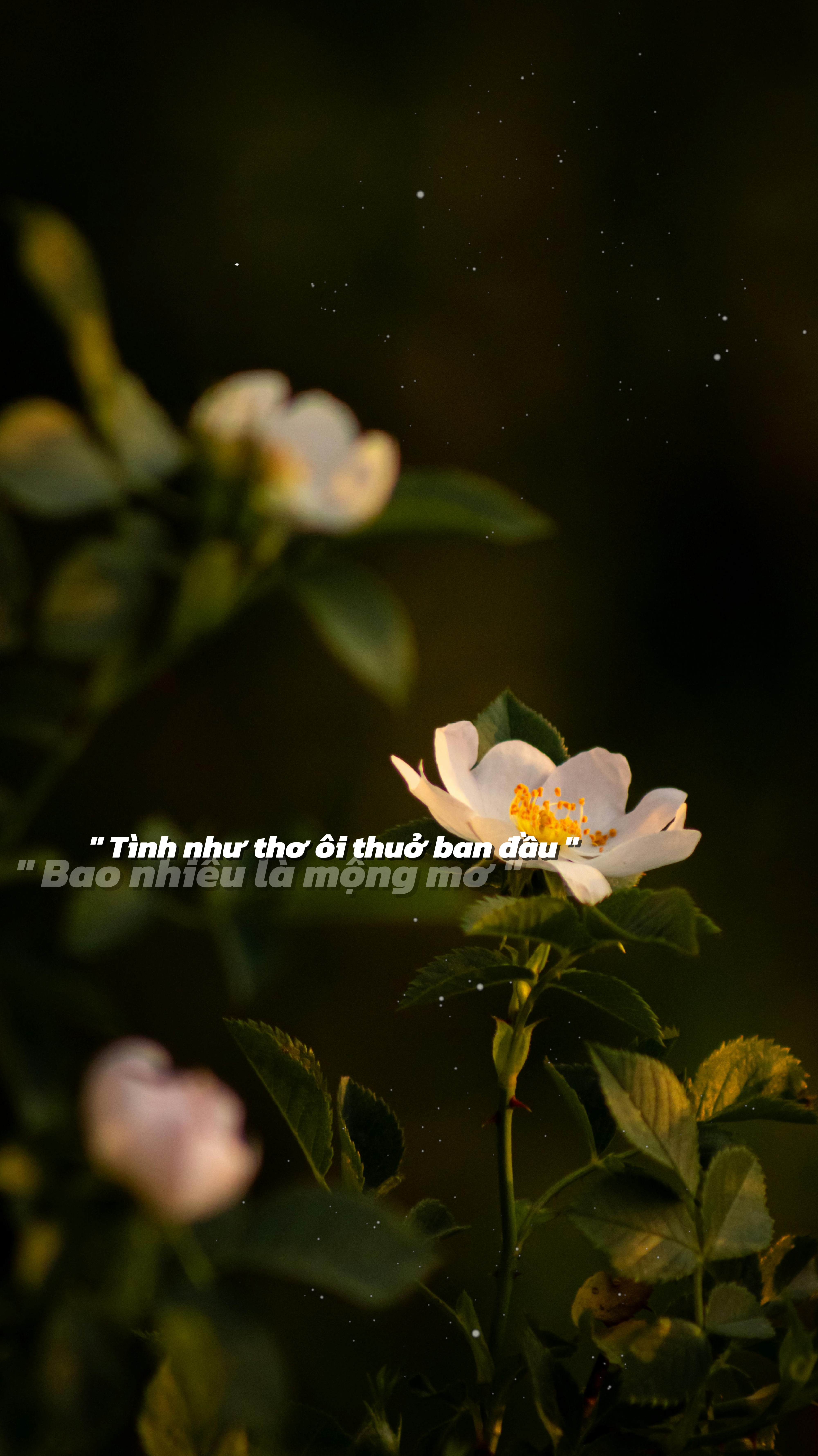 Tình như thơ 