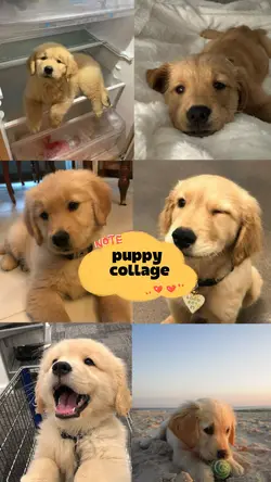 puppy collage