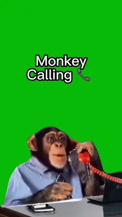 Monkey Calling 📞 