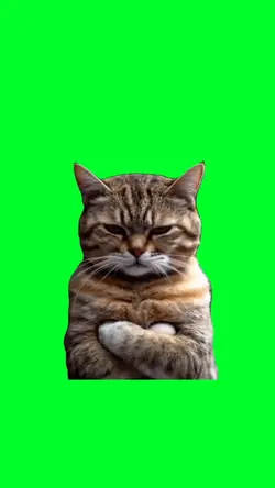 Grumpy cat