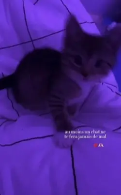 jlm mon chat 🫶🏻