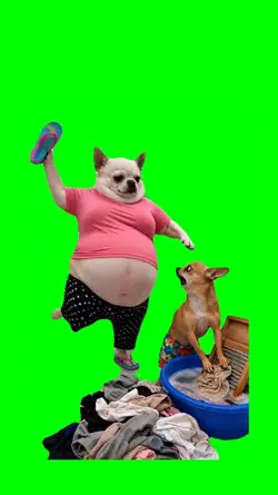 DOG WASHING CLOTHES 