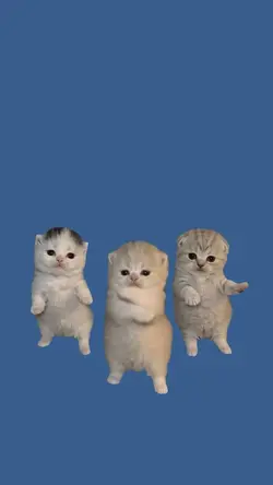 CUTE KITTEN DANCE