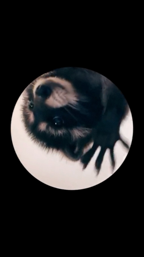 Pedro Raccoon