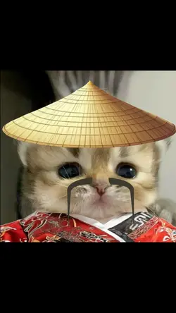 chinese cat?