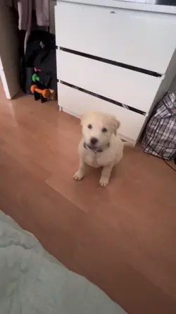 Cute dog slow mo
