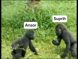 Tarung Orang Utan