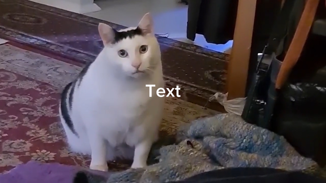猫哼迷因