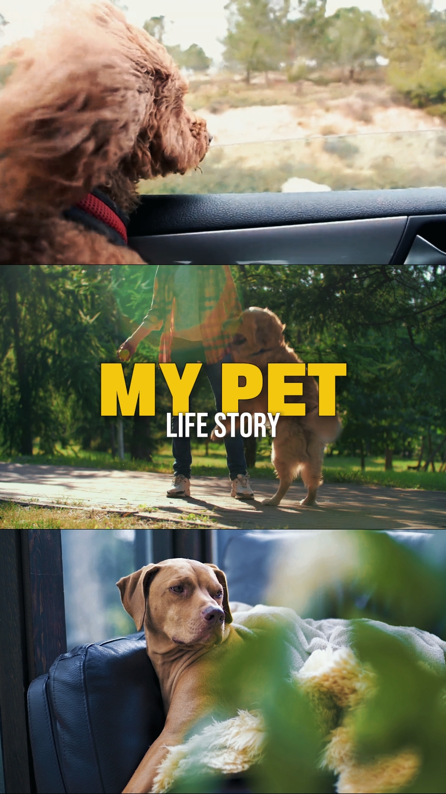 Pet life story