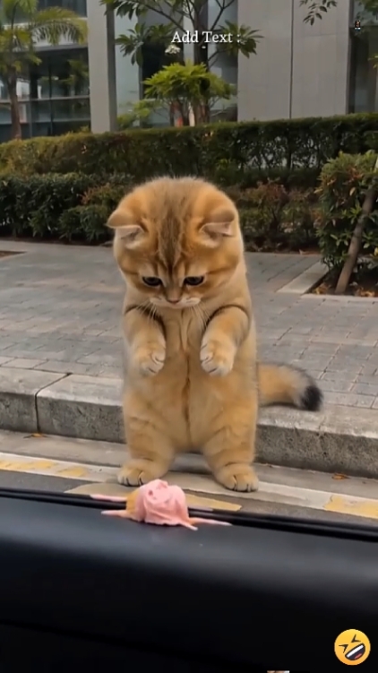 Cute Cat