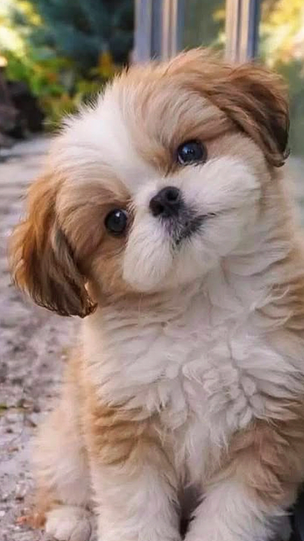 Liebe Hund