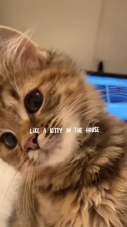 Kitty😽 | cat lovers