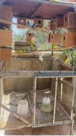 فضل شاكر 