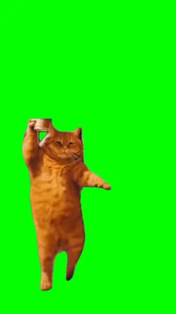 Cat funny dancing